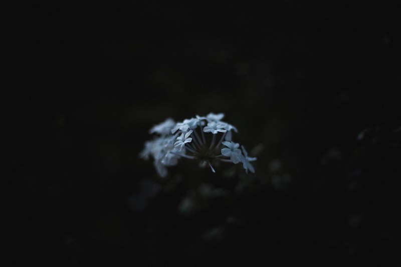 a dim shot of small white flowers against a black background, tiny white flowers in the dark 4k