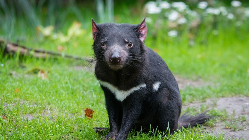 tasmanian devil, predator, grass, 4k