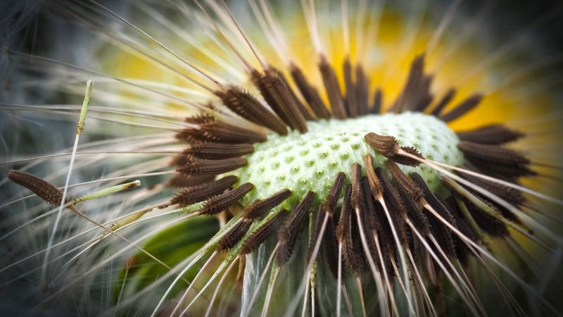 dandelion, close-up, plant, 4k