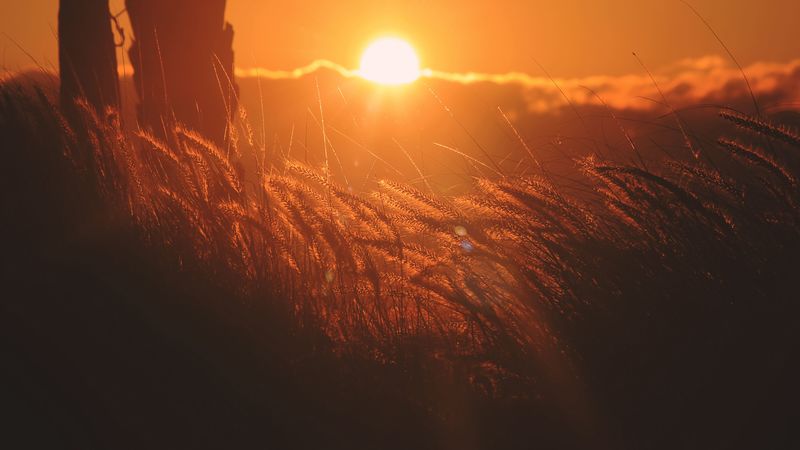 ears of corn, light, sunset, 4k