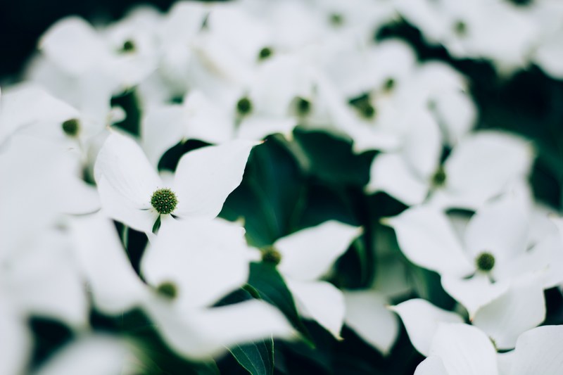 a blurry shot of delicate white flowers growing wild, dogwood blossoms 4k
