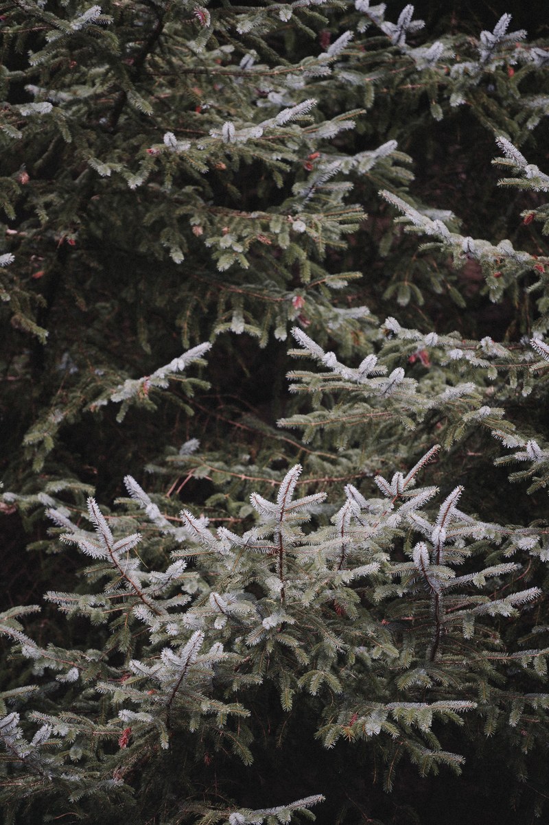 fire pine evergreen and spruce hd, 4k