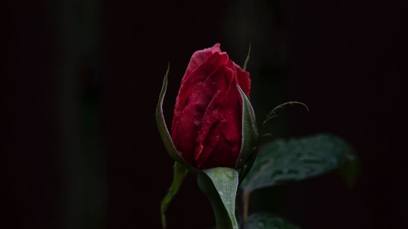 rose, bud, dark background, 4k