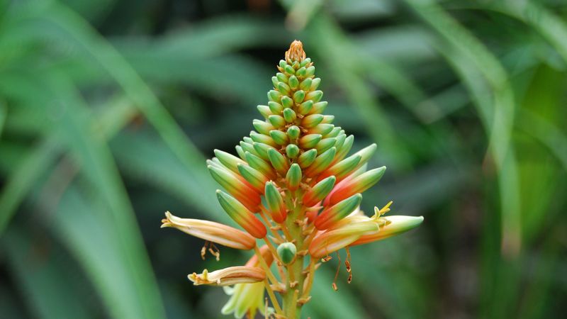 flower, plant, stem, 4k