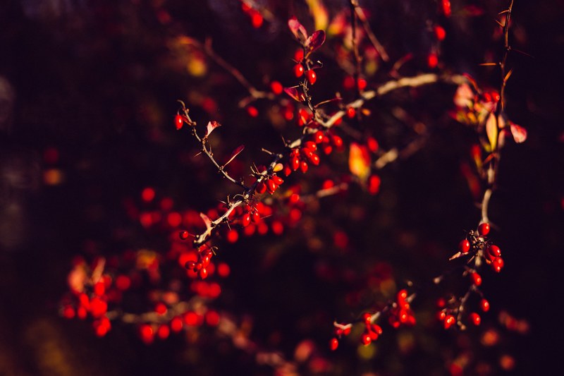 red berries hanging from tree branches, _red berries branch 4k