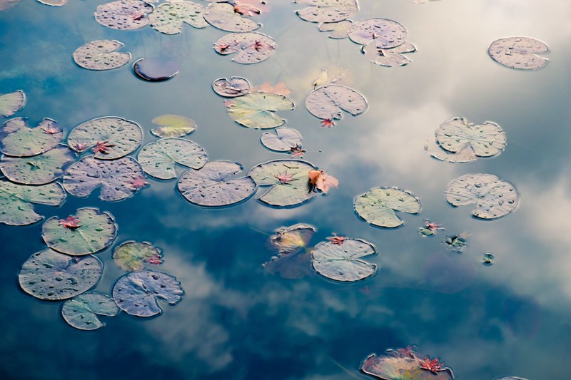 pond lake leaf and lily pad 4k