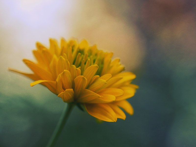 wallpaper flower wallpapers flower background and floral background 4k