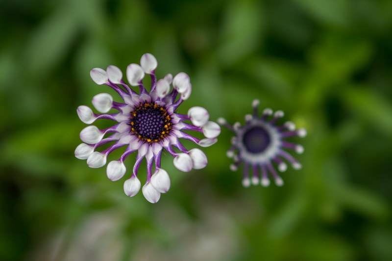 flower vegetation plant and bloom 4k