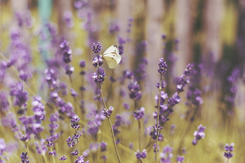 a white butterfly on lavender flowers, lavender and a butterfly 4k