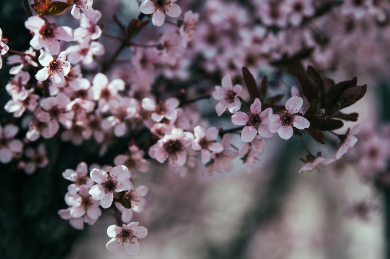 pink cherry blossom tree in full bloom in spring in salt lake city, spring 4k