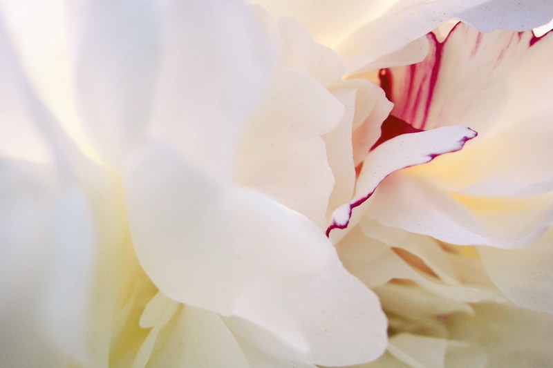 close up of delicate white flower petals, silky smooth white petals 4k