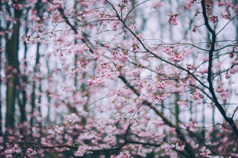 pretty cherry blossom tree blooming in spring in woodland, pink spring tree 4k