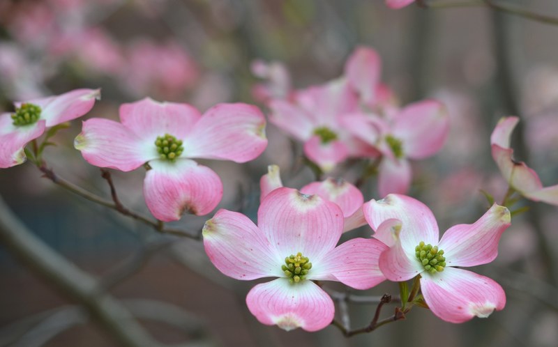 dogwood branch 4k