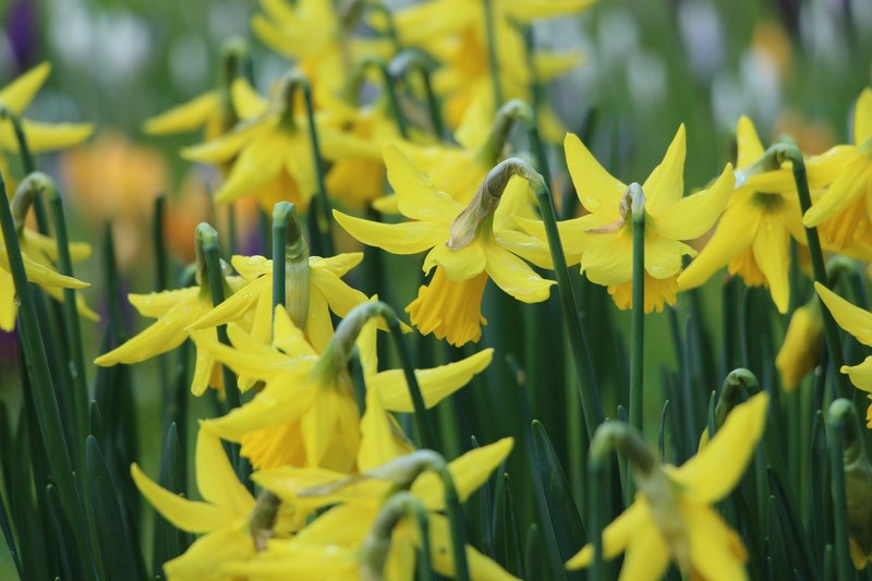 yellow daffodil flowers blooming in spring ireland, springtime daffodils 4k