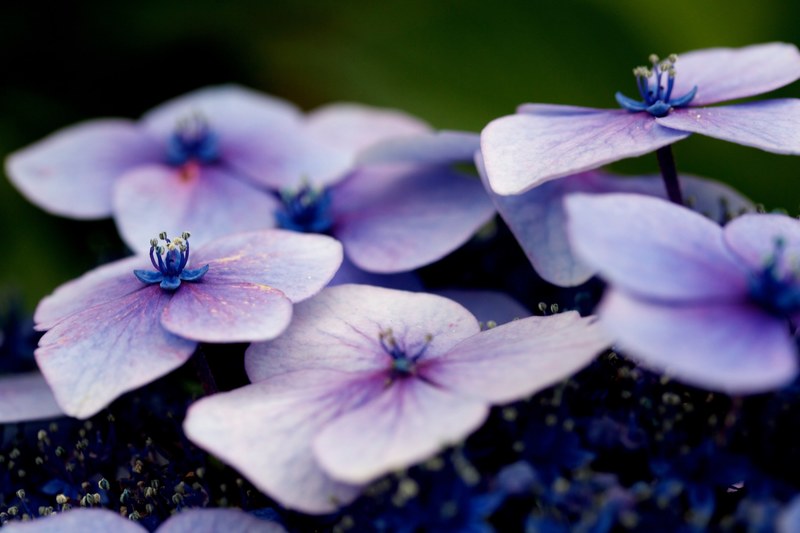 close up of violet hydrangea flowers, violet hydrangea up close 4k