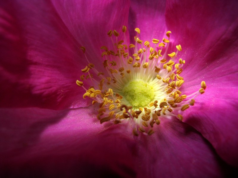 macro pink rose and rose petal 4k