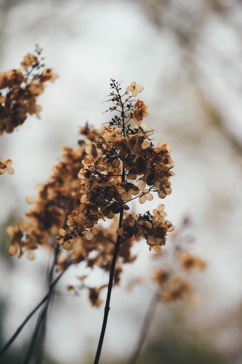 branches with wilting hydrangea flowers, bleak wilting hydrangea 4k