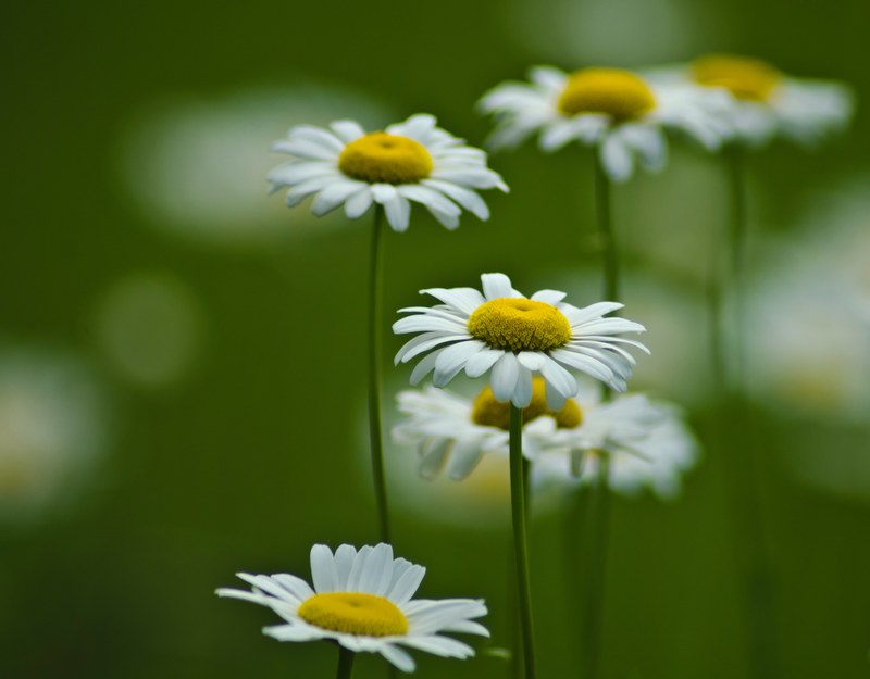 close up of several chamomile flowers, fragrant chamomile 4k