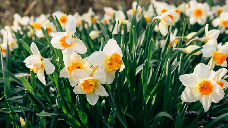 daffodils, flowers, flower bed, 4k