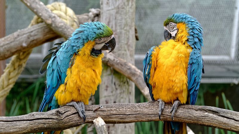 parrots, couple, birds, zoo, 4k
