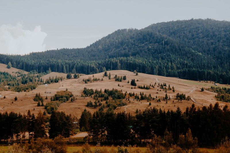 mountain tree woodland and forest 4k