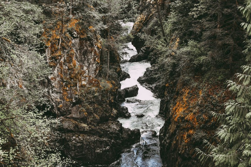 british columbium tree forest and river 4k