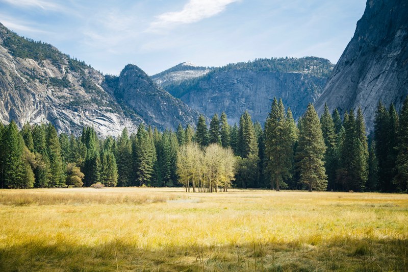 a field at the edge of an evergreen forest with steep granite faces in the background, golden field near granite mountains 4k