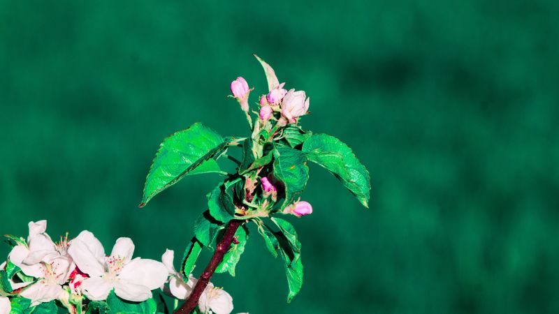 flowering, spring, branch, 4k