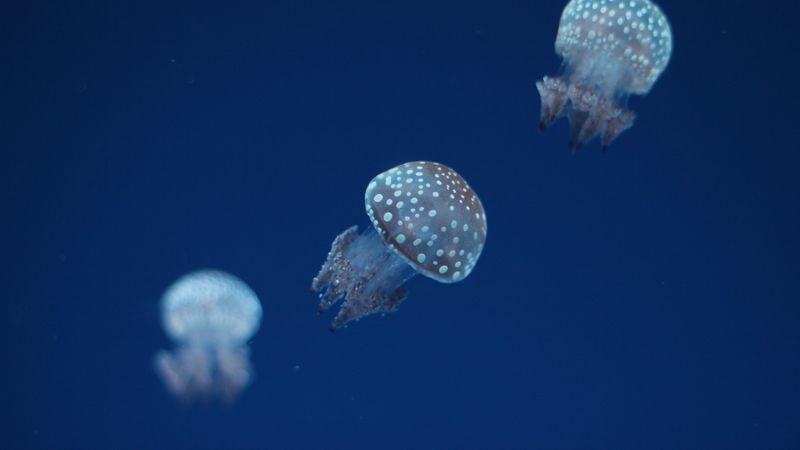jellyfish, underwater world, spots, 4k