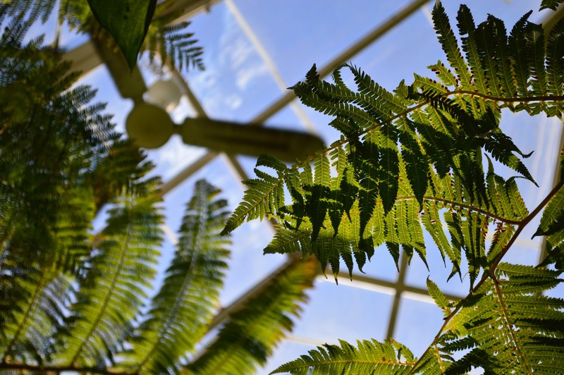 greenhouse leafe sky and fern 4k