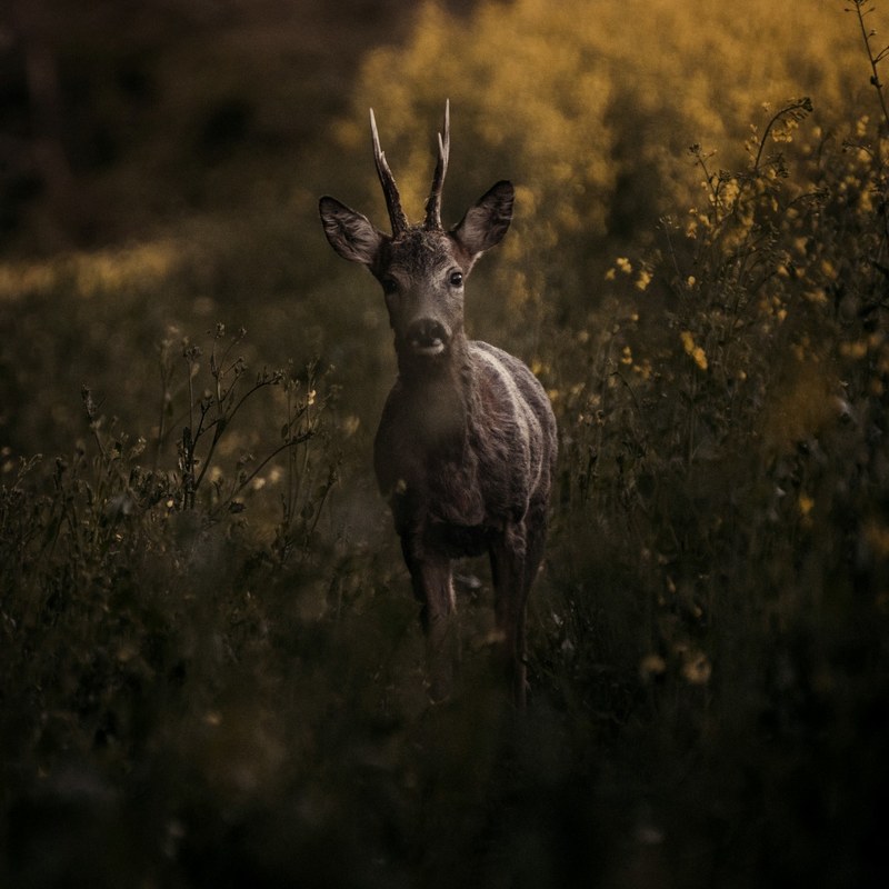 wild deer stands in a field at dusk, wild roe 4k