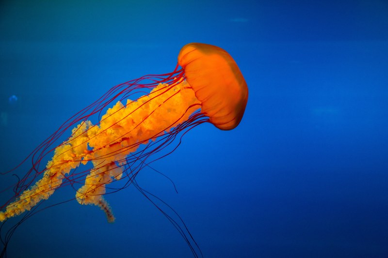 jellyfish sea underwater and ocean 4k