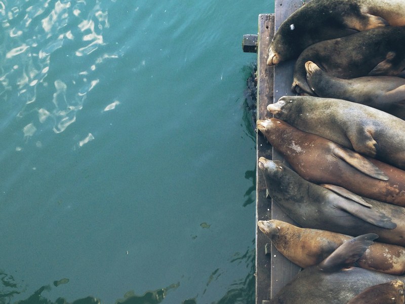 sea lions sleeping in a row on a wooden deck over water, sleeping sea lions 4k