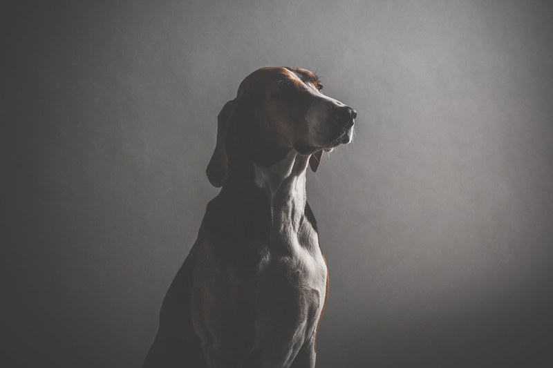 dog hound sitting and pet 4k