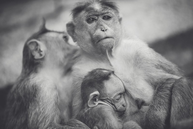 thoughtful black and white photo of a family of monkeys clinging to one another, monkey family in moment of repose 4k