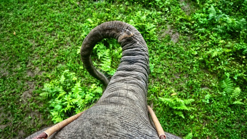 view from an elephants back on its long trunk, elephant trunk from above 4k
