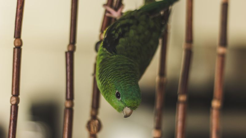 parrot, bird, green, cage, 4k