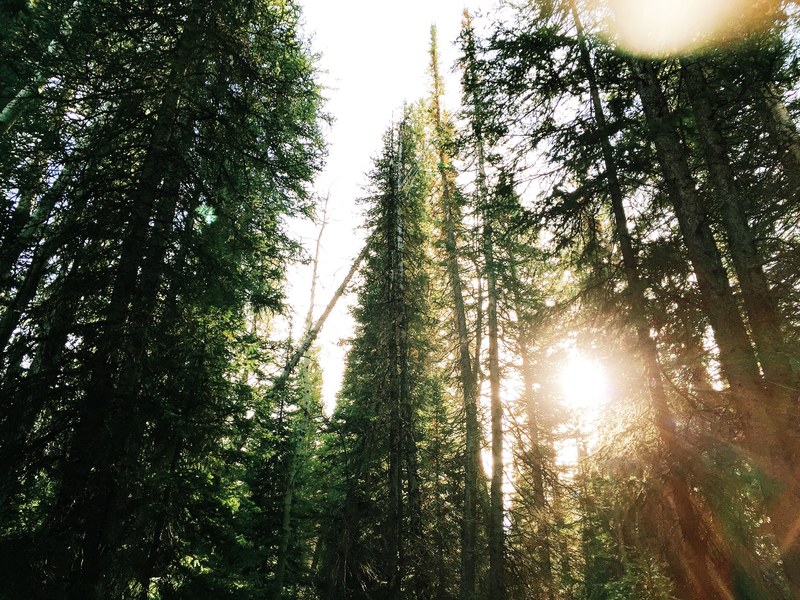tall evergreen trees with sun shining through their branches, pines reaching for the sky 4k