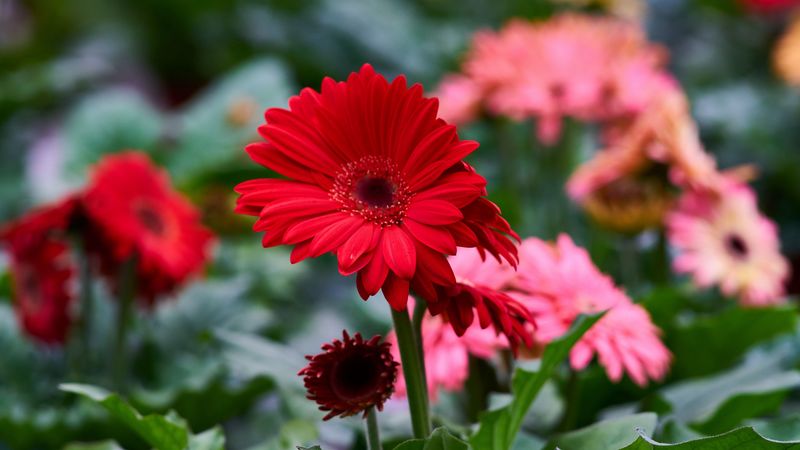 gerbera, flower, red, flowerbed, 4k