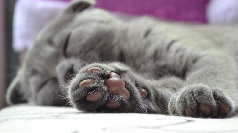 cat, paw, british, 4k