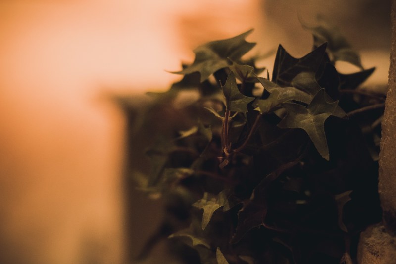 plant focu close up and depth of field 4k