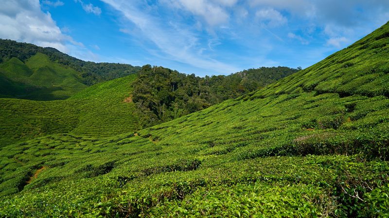 malaysia, tea plantations, sky, 4k