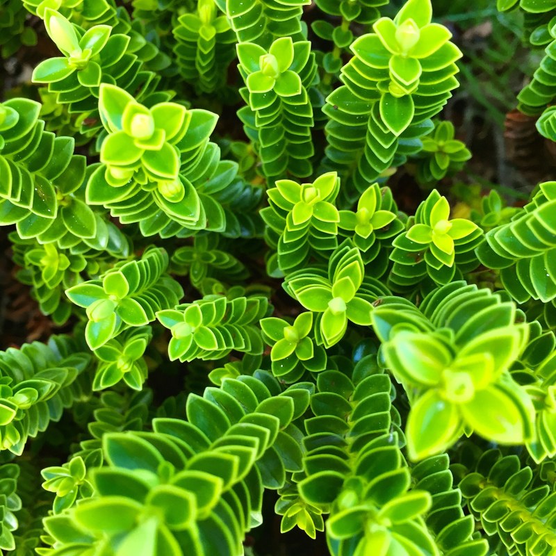 an overhead shot of tall green plants with regular leaves, green plant columns 4k