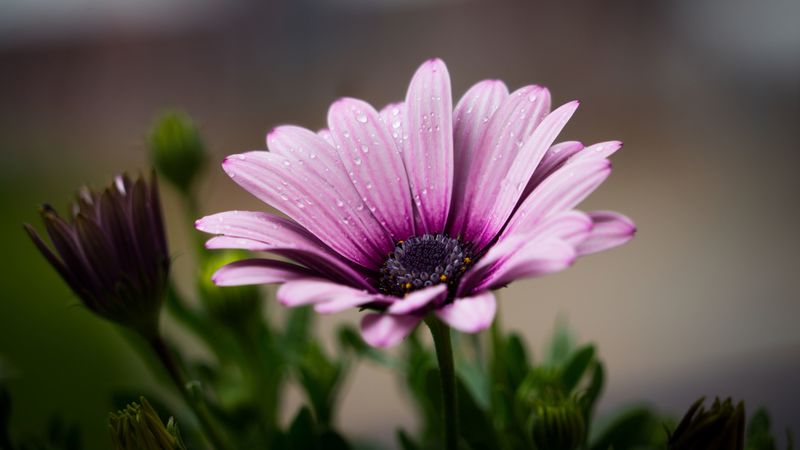 flower, petals, drops, lilac, 4k