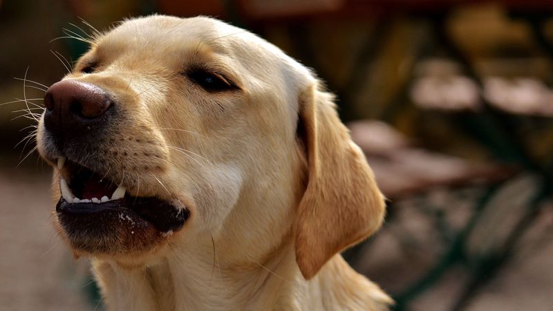 labrador, teeth, dog, muzzle, 4k