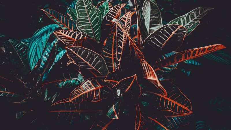 plant, leaves, venation, 4k