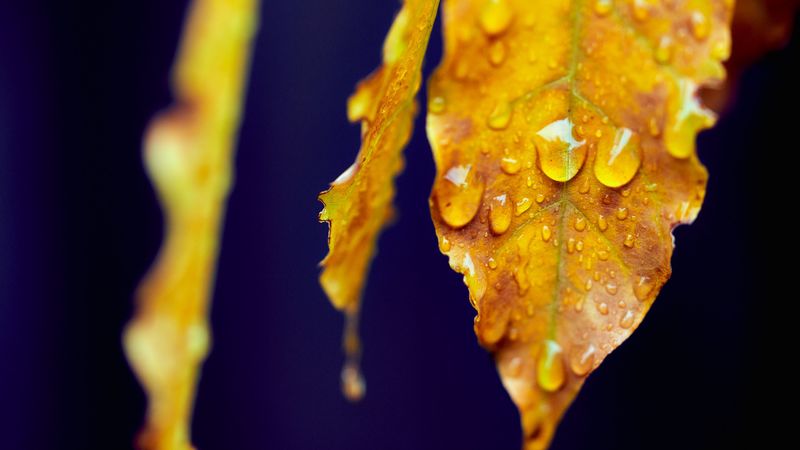 leaf, drops, macro, water, 4k
