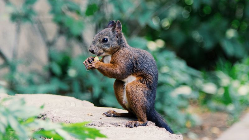squirrel, food, rodent, 4k