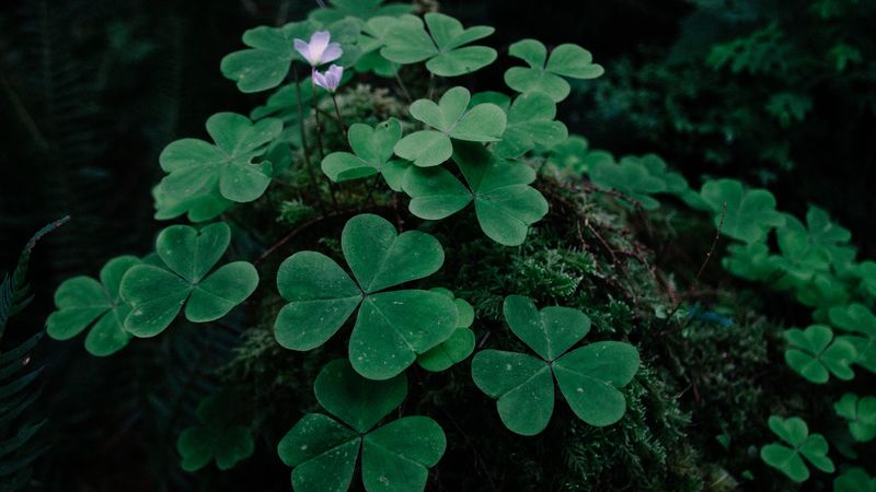 clover, grass, foliage, 4k