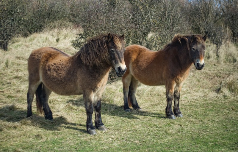 horse uk dover and nature 4k